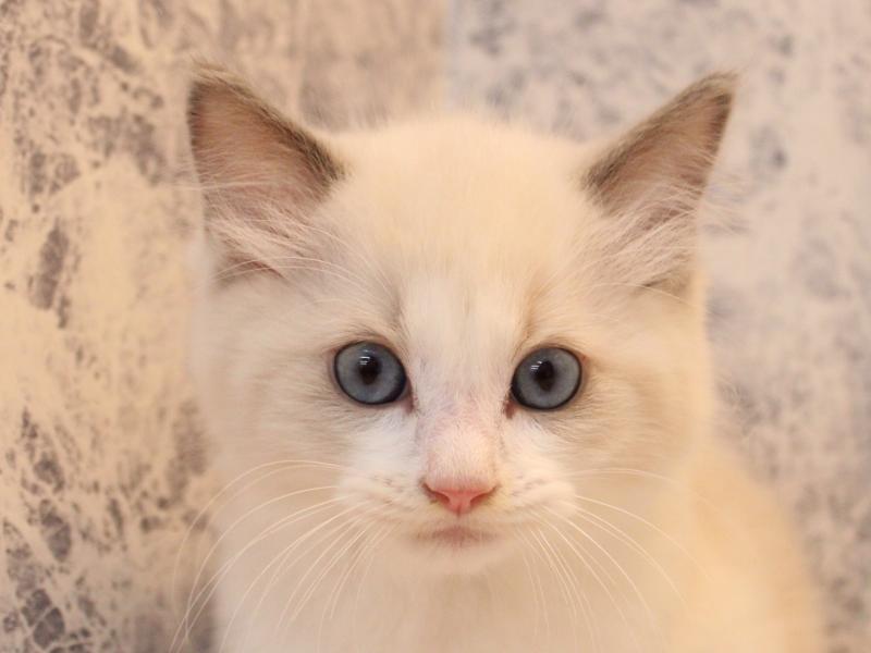 埼玉県のラグドール (ワンラブ埼玉寄居店/2025年9月1日生まれ/男の子/ブルーポイントバイカラー)の子猫の1枚目の画像