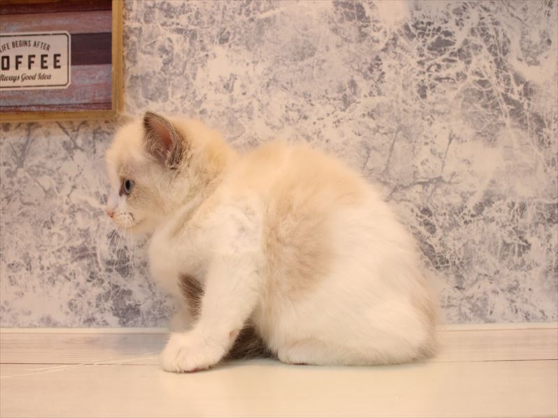 埼玉県のラグドール (ワンラブ埼玉寄居店/2025年9月1日生まれ/男の子/ブルーポイントバイカラー)の子猫の3枚目の画像