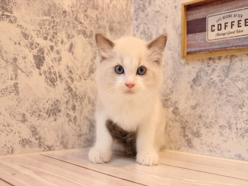 埼玉県のラグドール (ワンラブ埼玉寄居店/2025年9月1日生まれ/男の子/ブルーポイントバイカラー)の子猫の2枚目の画像