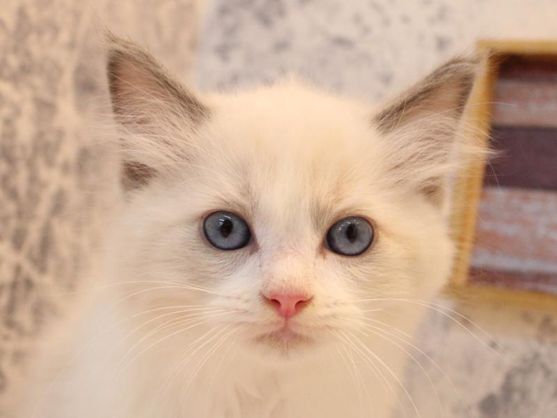 群馬県のラグドール (ワンラブカインズ伊勢崎店/2025年9月1日生まれ/男の子/ブルーポイントバイカラー)の子猫の1枚目の画像
