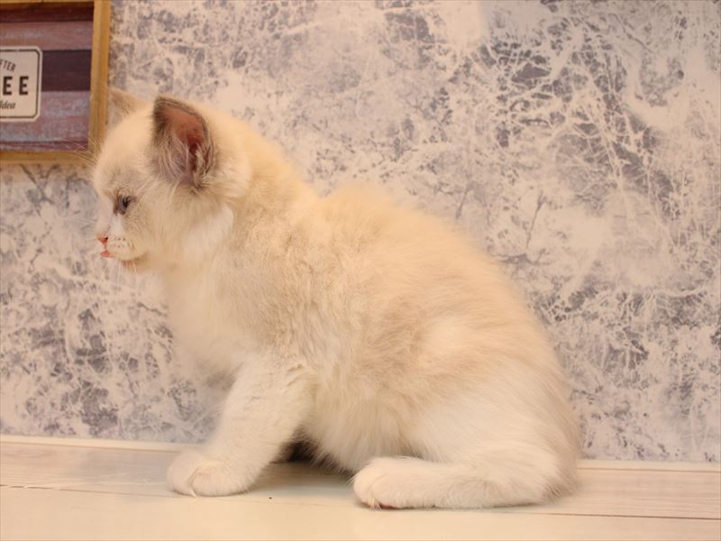 群馬県のラグドール (ワンラブカインズ伊勢崎店/2025年9月1日生まれ/男の子/ブルーポイントバイカラー)の子猫の3枚目の画像