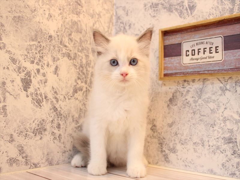 群馬県のラグドール (ワンラブカインズ伊勢崎店/2025年9月1日生まれ/男の子/ブルーポイントバイカラー)の子猫の2枚目の画像