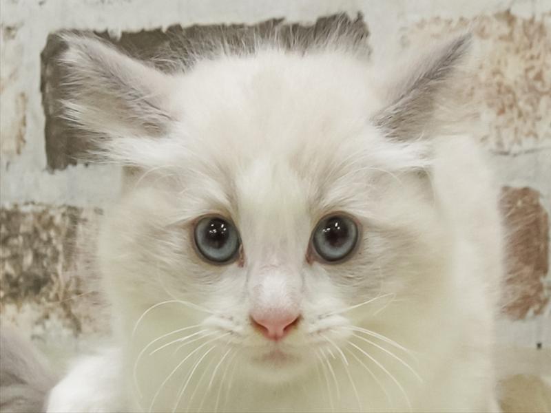 佐賀県のラグドール (ワンラブゆめタウン佐賀店/2025年9月1日生まれ/男の子/ブルーポイントバイカラー)の子猫の1枚目の画像