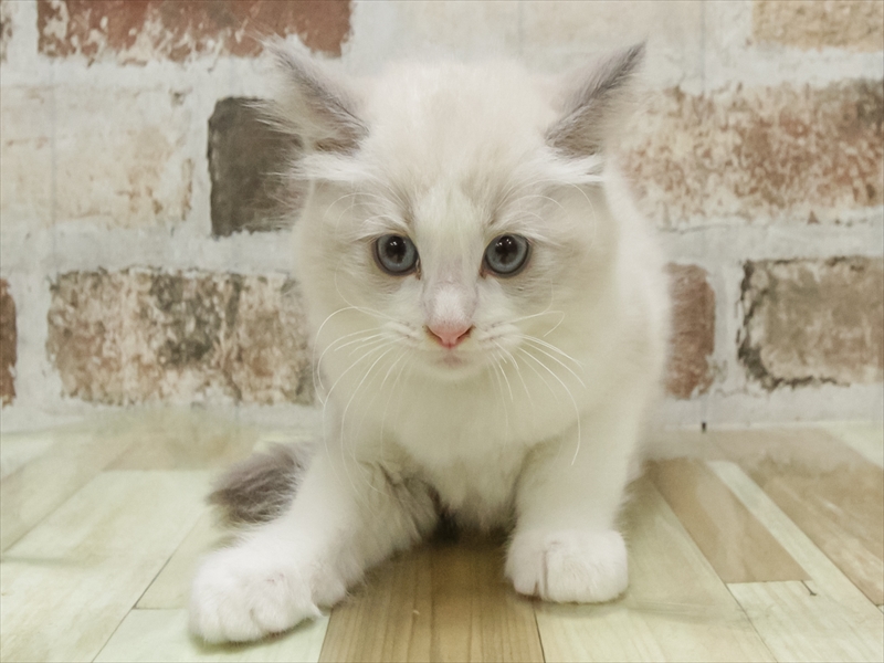 佐賀県のラグドール (ワンラブゆめタウン佐賀店/2025年9月1日生まれ/男の子/ブルーポイントバイカラー)の子猫の3枚目の画像