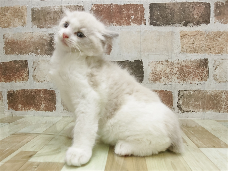 佐賀県のラグドール (ワンラブゆめタウン佐賀店/2025年9月1日生まれ/男の子/ブルーポイントバイカラー)の子猫の2枚目の画像