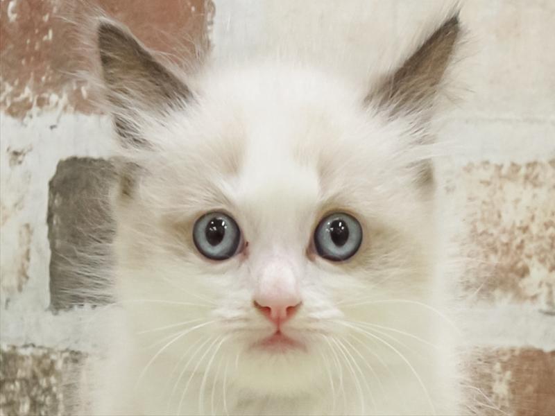 香川県のラグドール (ワンラブゆめタウン三豊店/2025年9月6日生まれ/女の子/シールポイントバイカラー)の子猫の1枚目の画像