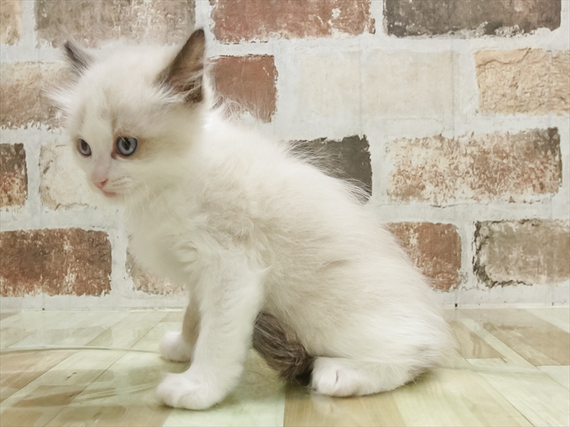 香川県のラグドール (ワンラブゆめタウン三豊店/2025年9月6日生まれ/女の子/シールポイントバイカラー)の子猫の2枚目の画像