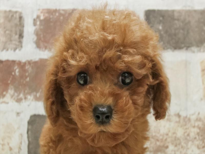 愛知県のトイプードル(トイ) (ワンラブ名古屋守山インター総本店/2025年9月5日生まれ/女の子/レッド)の子犬の1枚目の画像