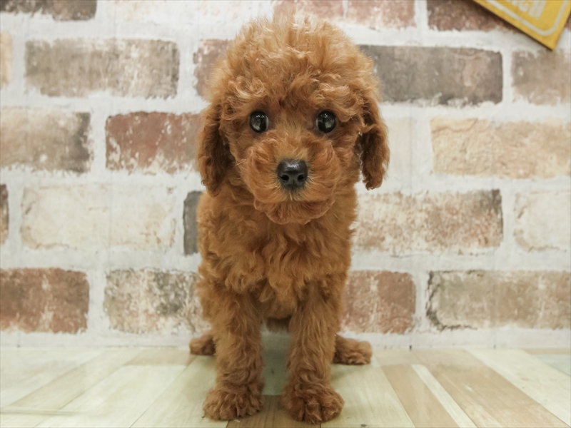 愛知県のトイプードル(トイ) (ワンラブ名古屋守山インター総本店/2025年9月5日生まれ/女の子/レッド)の子犬の3枚目の画像