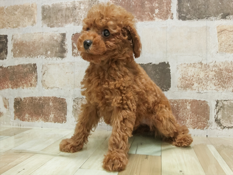 愛知県のトイプードル(トイ) (ワンラブ名古屋守山インター総本店/2025年9月5日生まれ/女の子/レッド)の子犬の2枚目の画像