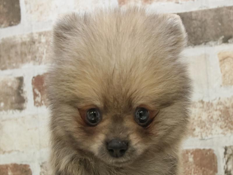 愛知県のポメラニアン (ワンラブ名古屋守山インター総本店/2025年9月6日生まれ/男の子/オレンジセーブル)の子犬の1枚目の画像