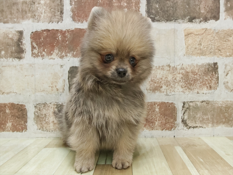 愛知県のポメラニアン (ワンラブ名古屋守山インター総本店/2025年9月6日生まれ/男の子/オレンジセーブル)の子犬の3枚目の画像