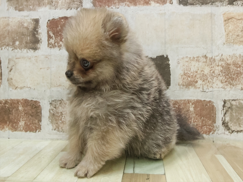 愛知県のポメラニアン (ワンラブ名古屋守山インター総本店/2025年9月6日生まれ/男の子/オレンジセーブル)の子犬の2枚目の画像