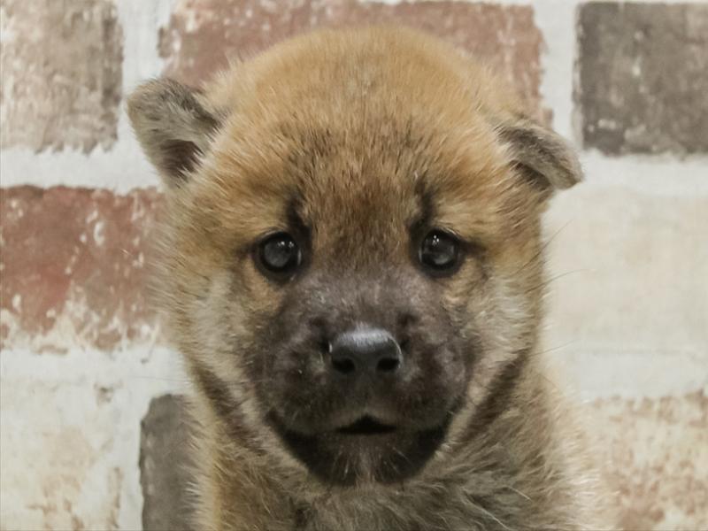 愛知県の柴犬(標準サイズ) (ワンラブ名古屋守山インター総本店/2025年9月5日生まれ/男の子/赤)の子犬の1枚目の画像