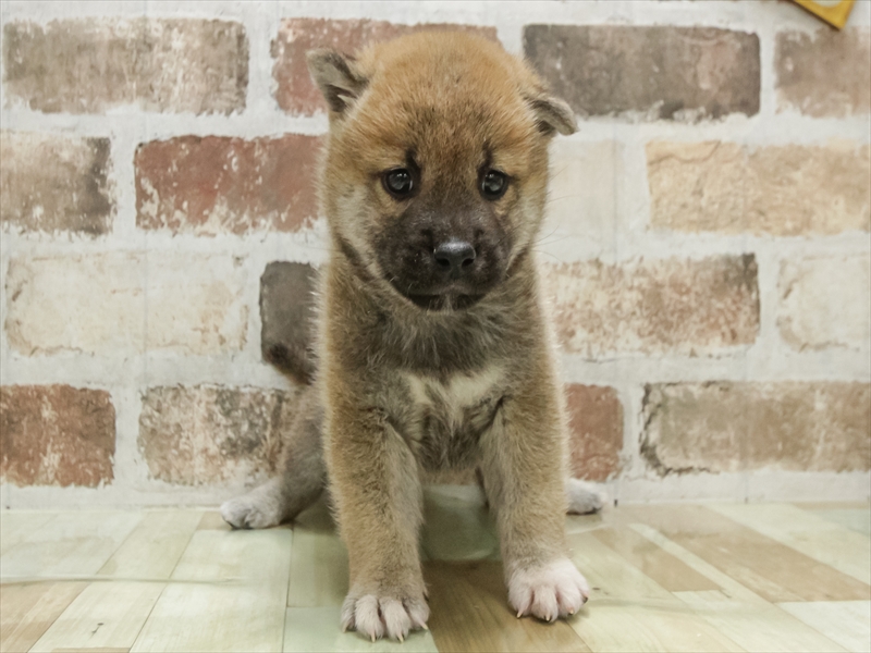 愛知県の柴犬(標準サイズ) (ワンラブ名古屋守山インター総本店/2025年9月5日生まれ/男の子/赤)の子犬の3枚目の画像