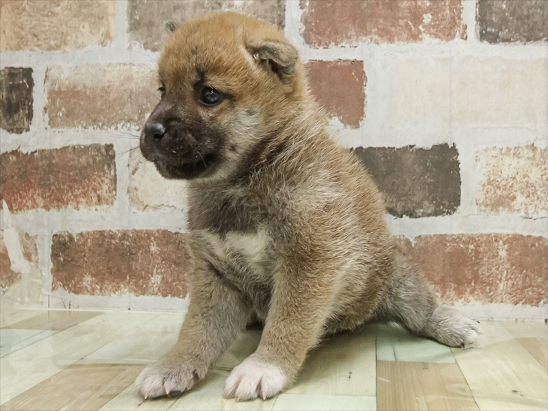 愛知県の柴犬(標準サイズ) (ワンラブ名古屋守山インター総本店/2025年9月5日生まれ/男の子/赤)の子犬の2枚目の画像