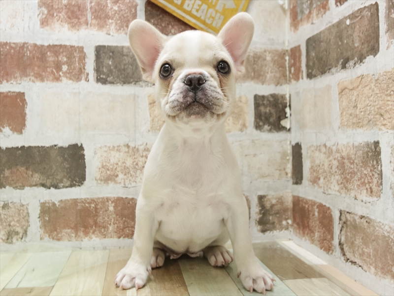 愛知県のフレンチブルドッグ (ワンラブ名古屋守山インター総本店/2025年8月30日生まれ/女の子/クリーム)の子犬の3枚目の画像