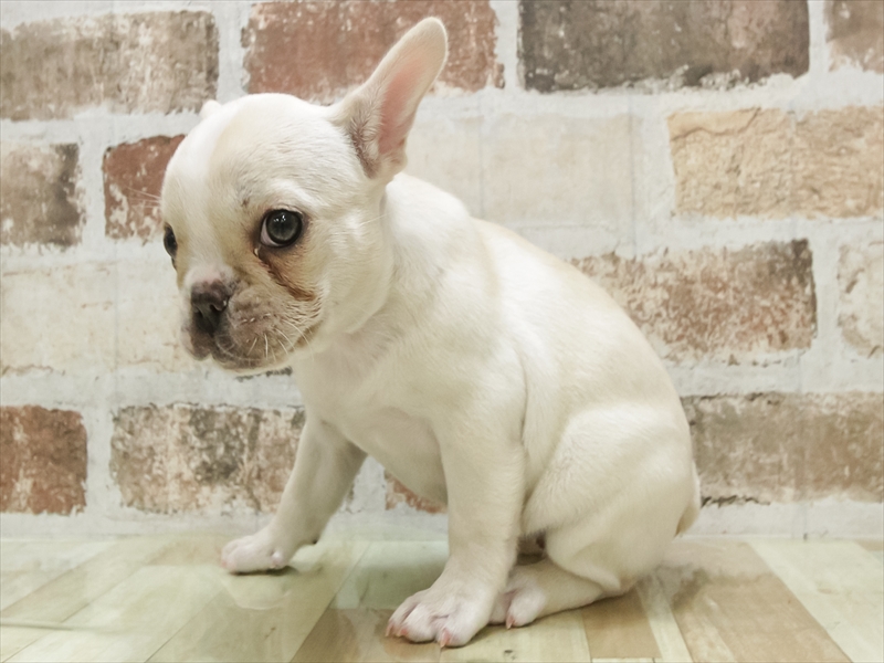 愛知県のフレンチブルドッグ (ワンラブ名古屋守山インター総本店/2025年8月30日生まれ/女の子/クリーム)の子犬の2枚目の画像