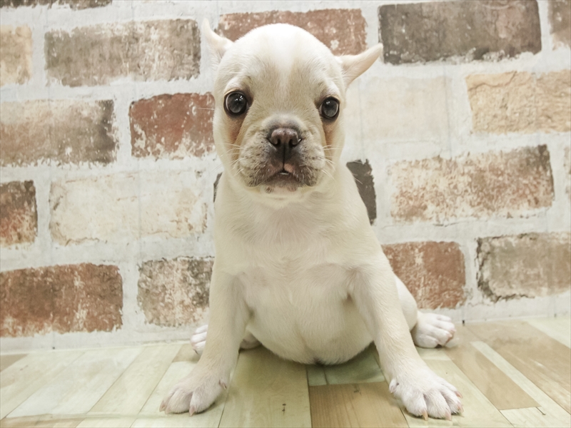 愛知県のフレンチブルドッグ (ワンラブ名古屋守山インター総本店/2025年8月30日生まれ/女の子/クリーム)の子犬の3枚目の画像