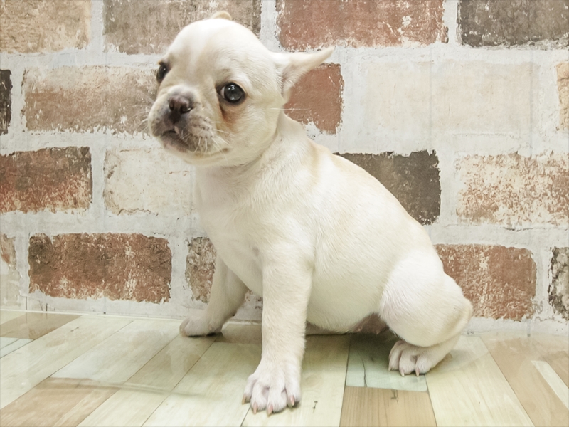 愛知県のフレンチブルドッグ (ワンラブ名古屋守山インター総本店/2025年8月30日生まれ/女の子/クリーム)の子犬の2枚目の画像