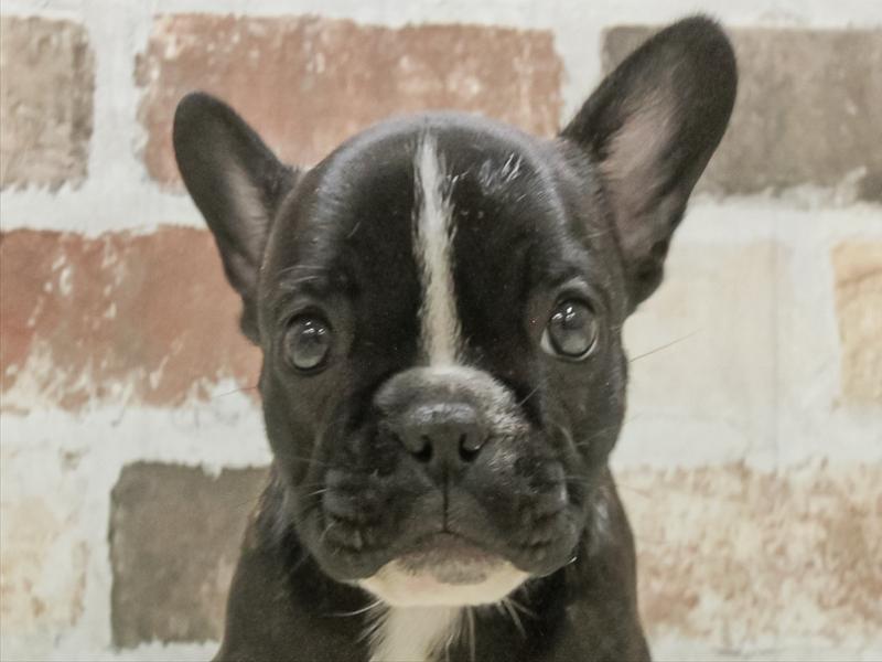 愛知県のフレンチブルドッグ (ワンラブ名古屋守山インター総本店/2025年8月30日生まれ/女の子/ブリンドル)の子犬の1枚目の画像