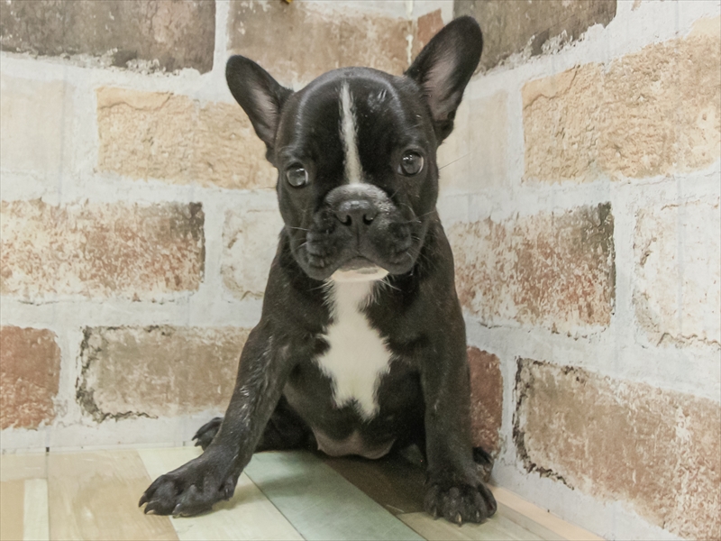 愛知県のフレンチブルドッグ (ワンラブ名古屋守山インター総本店/2025年8月30日生まれ/女の子/ブリンドル)の子犬の3枚目の画像