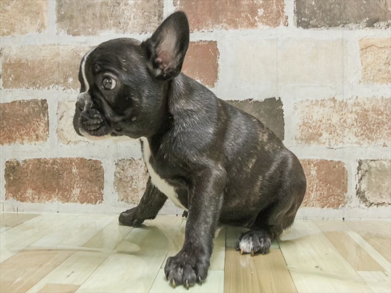 愛知県のフレンチブルドッグ (ワンラブ名古屋守山インター総本店/2025年8月30日生まれ/女の子/ブリンドル)の子犬の2枚目の画像