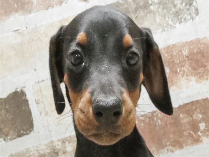 愛知県のドーベルマン (ワンラブららぽーと安城店/2025年9月6日生まれ/女の子/ブラックタン)の子犬