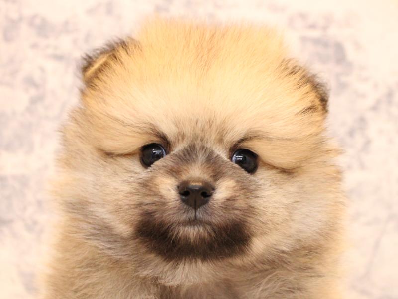 埼玉県のポメラニアン (ワンラブ埼玉寄居店/2025年9月8日生まれ/男の子/オレンジ)の子犬の1枚目の画像