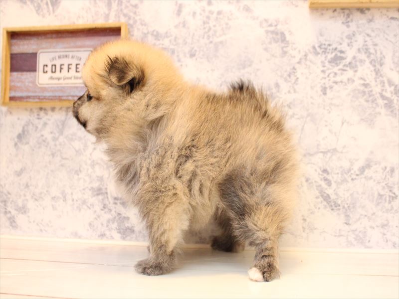 埼玉県のポメラニアン (ワンラブ埼玉寄居店/2025年9月8日生まれ/男の子/オレンジ)の子犬の3枚目の画像