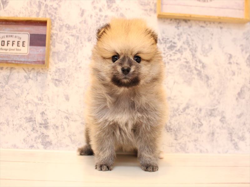 埼玉県のポメラニアン (ワンラブ埼玉寄居店/2025年9月8日生まれ/男の子/オレンジ)の子犬の2枚目の画像