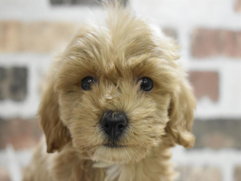 岐阜県のビションプー(ビションフリーゼ×プードル) (ワンラブホームセンターバロー可児坂戸店(FC)/2025年9月8日生まれ/男の子/アプリコット)の子犬の1枚目の画像