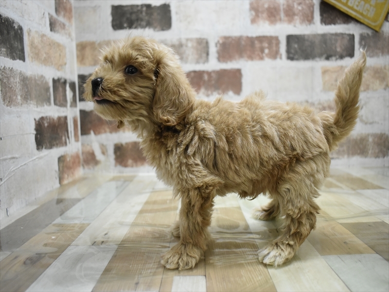 岐阜県のビションプー(ビションフリーゼ×プードル) (ワンラブホームセンターバロー可児坂戸店(FC)/2025年9月8日生まれ/男の子/アプリコット)の子犬の3枚目の画像