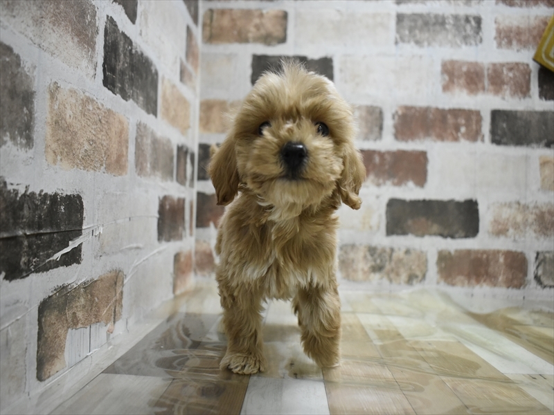 岐阜県のビションプー(ビションフリーゼ×プードル) (ワンラブホームセンターバロー可児坂戸店(FC)/2025年9月8日生まれ/男の子/アプリコット)の子犬の2枚目の画像