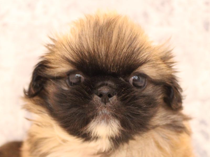 埼玉県のペキニーズ (ワンラブカインズ朝霞店/2025年9月8日生まれ/女の子/フォーン)の子犬の1枚目の画像