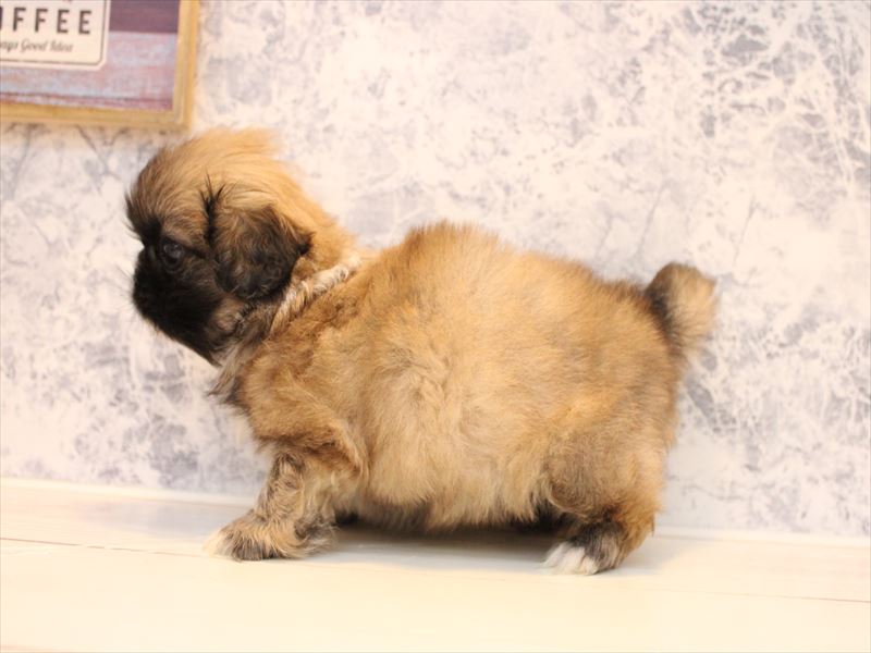 埼玉県のペキニーズ (ワンラブカインズ朝霞店/2025年9月8日生まれ/女の子/フォーン)の子犬の3枚目の画像