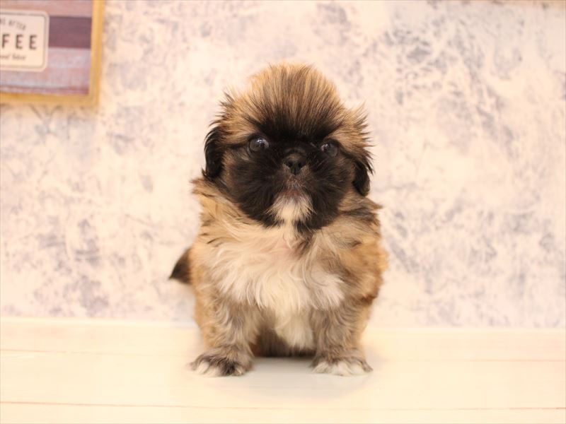 埼玉県のペキニーズ (ワンラブカインズ朝霞店/2025年9月8日生まれ/女の子/フォーン)の子犬の2枚目の画像