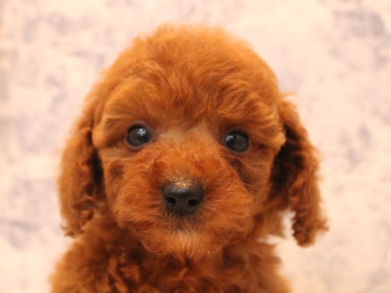 埼玉県のトイプードル(トイ) (ワンラブ埼玉寄居店/2025年9月1日生まれ/女の子/レッド)の子犬の1枚目の画像