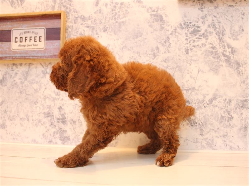 埼玉県のトイプードル(トイ) (ワンラブ埼玉寄居店/2025年9月1日生まれ/女の子/レッド)の子犬の3枚目の画像