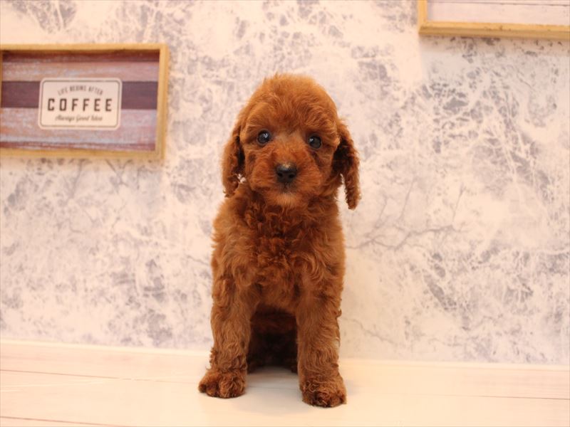 埼玉県のトイプードル(トイ) (ワンラブ埼玉寄居店/2025年9月1日生まれ/女の子/レッド)の子犬の2枚目の画像