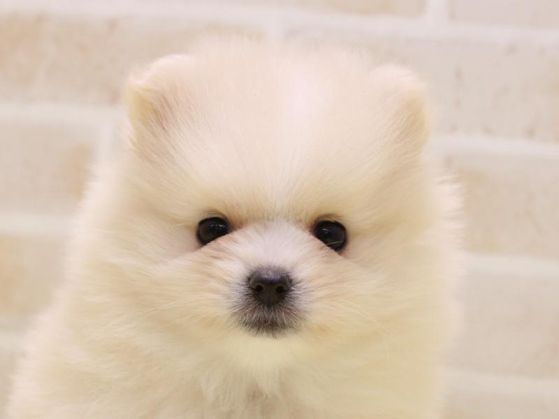 埼玉県のポメラニアン (ワンラブ埼玉寄居店/2025年9月7日生まれ/女の子/ホワイトクリーム)の子犬の1枚目の画像