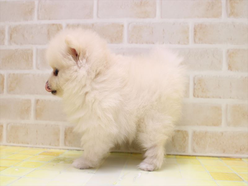 埼玉県のポメラニアン (ワンラブ埼玉寄居店/2025年9月7日生まれ/女の子/ホワイトクリーム)の子犬の3枚目の画像