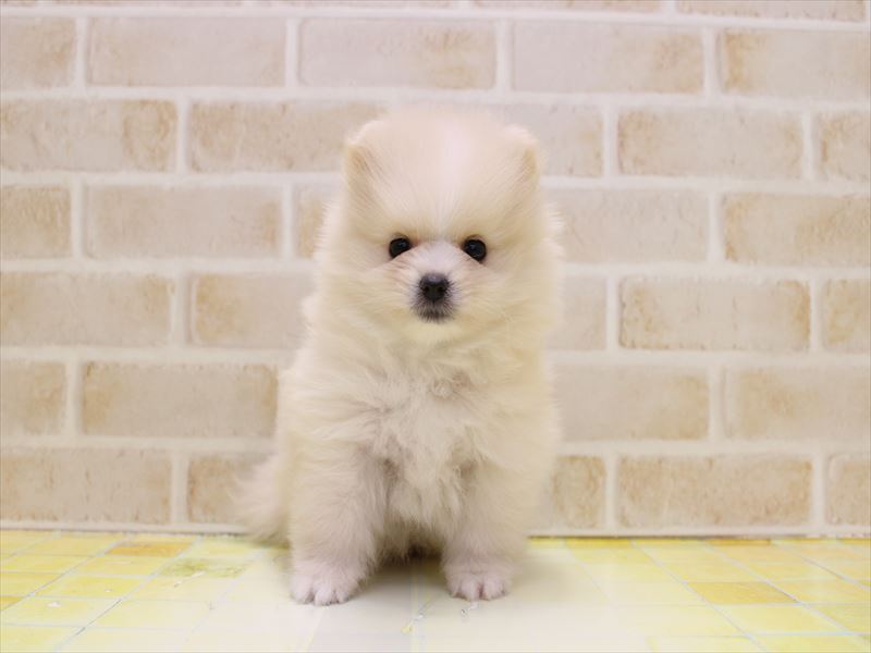 埼玉県のポメラニアン (ワンラブ埼玉寄居店/2025年9月7日生まれ/女の子/ホワイトクリーム)の子犬の2枚目の画像