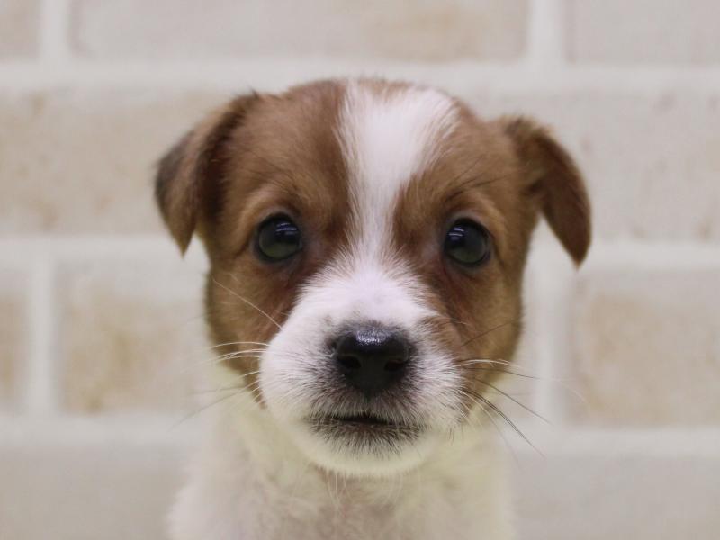 千葉県のジャックラッセルテリア (ワンラブユニモちはら台店/2025年9月8日生まれ/男の子/タンホワイト)の子犬の1枚目の画像