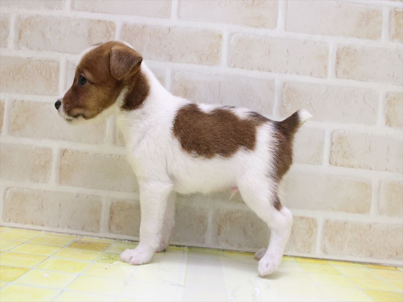 千葉県のジャックラッセルテリア (ワンラブユニモちはら台店/2025年9月8日生まれ/男の子/タンホワイト)の子犬の3枚目の画像