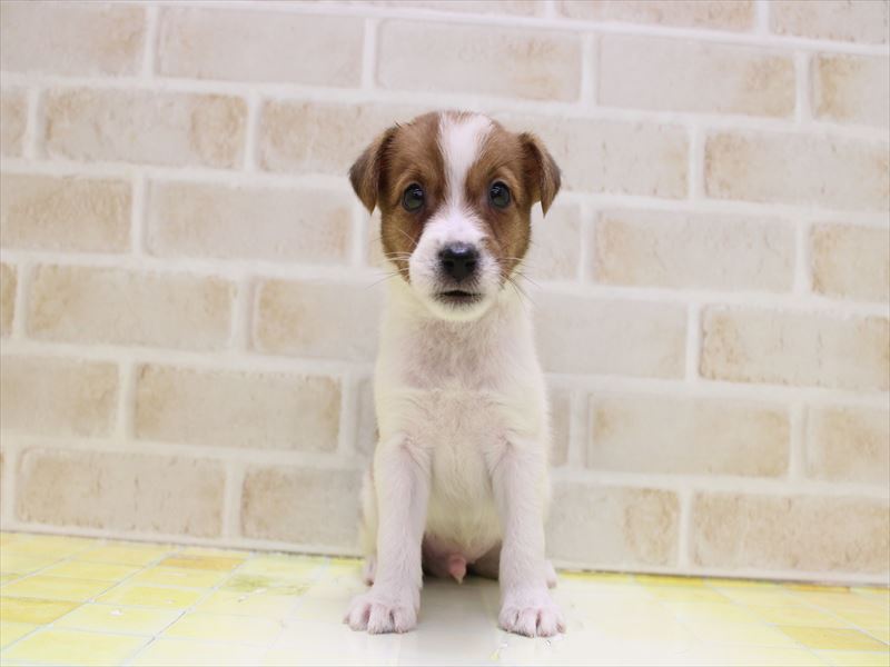 千葉県のジャックラッセルテリア (ワンラブユニモちはら台店/2025年9月8日生まれ/男の子/タンホワイト)の子犬の2枚目の画像