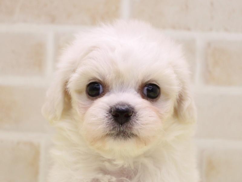 栃木県のハーフ犬・ミックス犬 (ワンラブベルモール宇都宮店/2025年8月31日生まれ/女の子/ホワイト)の子犬の1枚目の画像