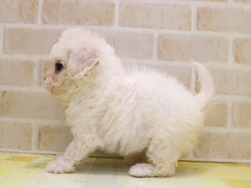 栃木県のハーフ犬・ミックス犬 (ワンラブベルモール宇都宮店/2025年8月31日生まれ/女の子/ホワイト)の子犬の3枚目の画像