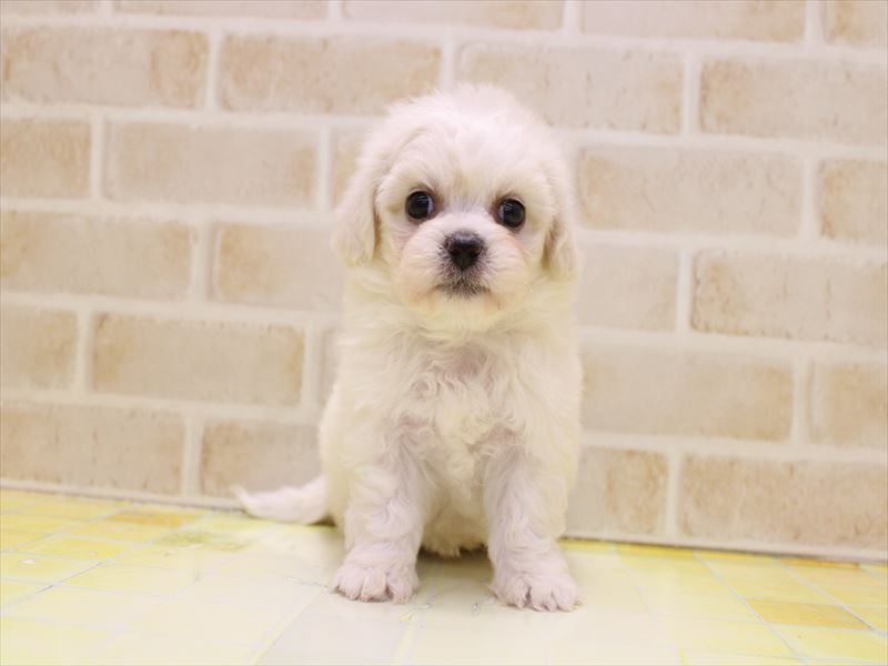 栃木県のハーフ犬・ミックス犬 (ワンラブベルモール宇都宮店/2025年8月31日生まれ/女の子/ホワイト)の子犬の2枚目の画像