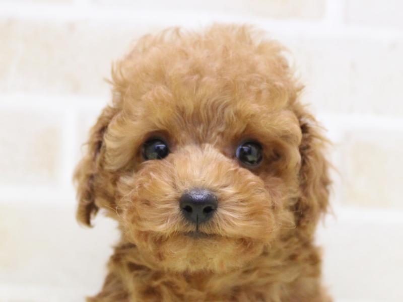 埼玉県のトイプードル(タイニー) (ワンラブアリオ川口店/2025年8月30日生まれ/女の子/レッドフォーン)の子犬の1枚目の画像